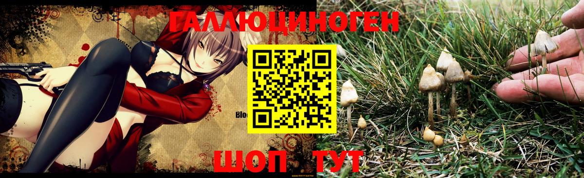 Галлюциногенные грибы Psilocybe  Вход с VPN  Моздок  Галлюциногенные грибы Psilocybine cubensis 